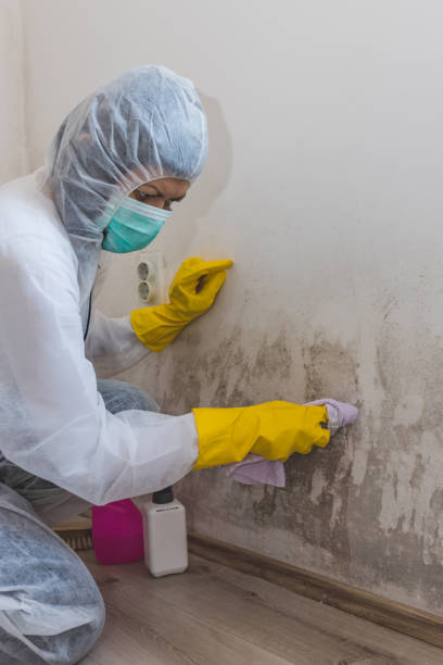 Best Post-Construction Mold Inspection  in St Matthews, SC