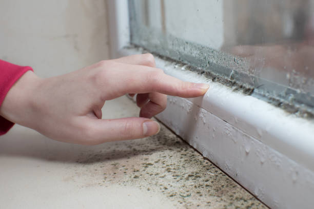Best Mold Odor Removal Services  in St Matthews, SC
