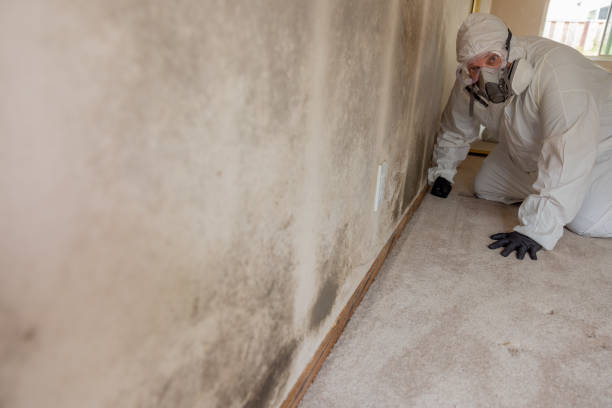Best Commercial Mold Inspection  in St Matthews, SC